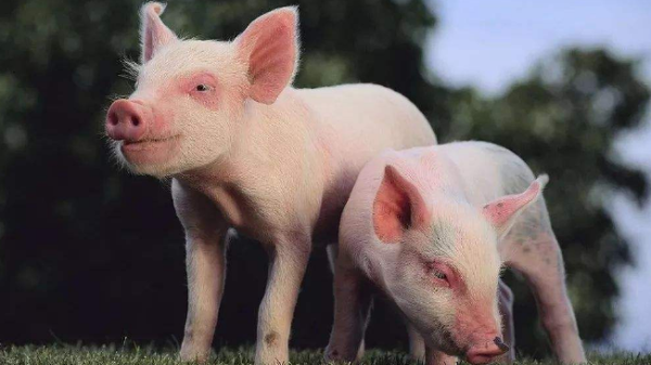 速配资 利民股份：上半年净利预增719.25%-782.27%